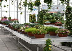 Jaldety was also presenting its varieties at the location of MNP Flowers.